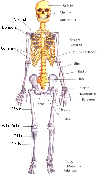 Praticando Fisio  Ossos do Corpo Humano- Sistema Esquelético