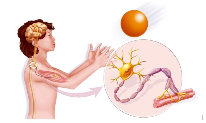 praticando-fisio-doen-as-neuromusculares