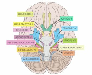 Pares de Nervos Cranianos